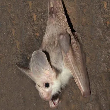 Ghost Bat