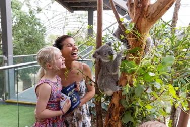 Family Spot A Koala At WILD LIFE Sydney Zoo