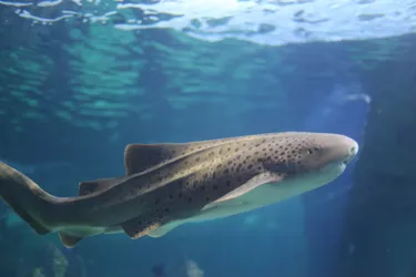 SLSA Adult Leopard Shark