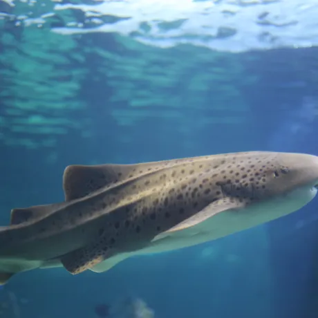 SLSA Adult Leopard Shark
