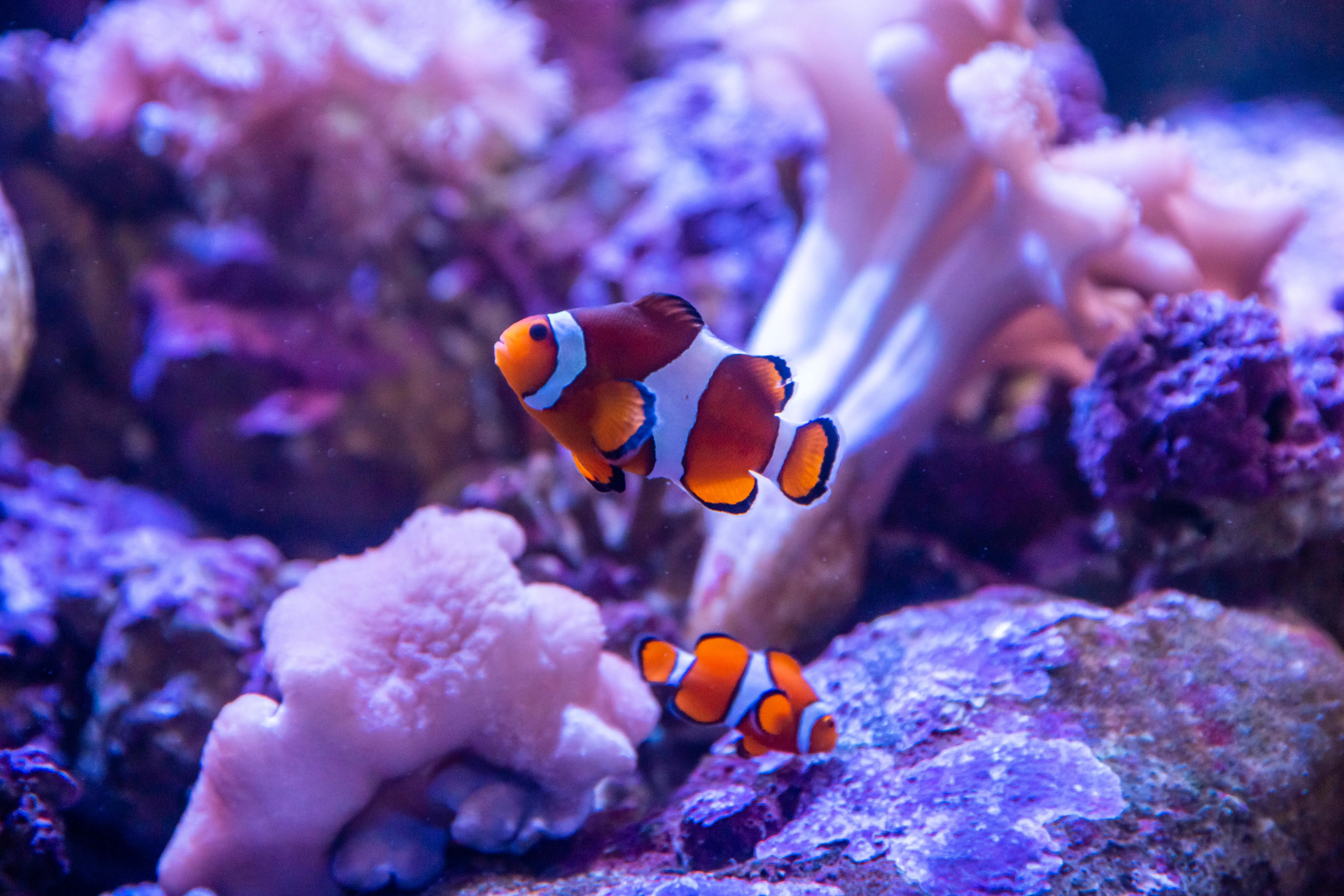 SEA LIFE Sydney Aquarium Clownfish