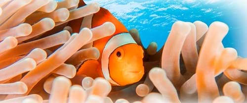 Clownfish Habitats