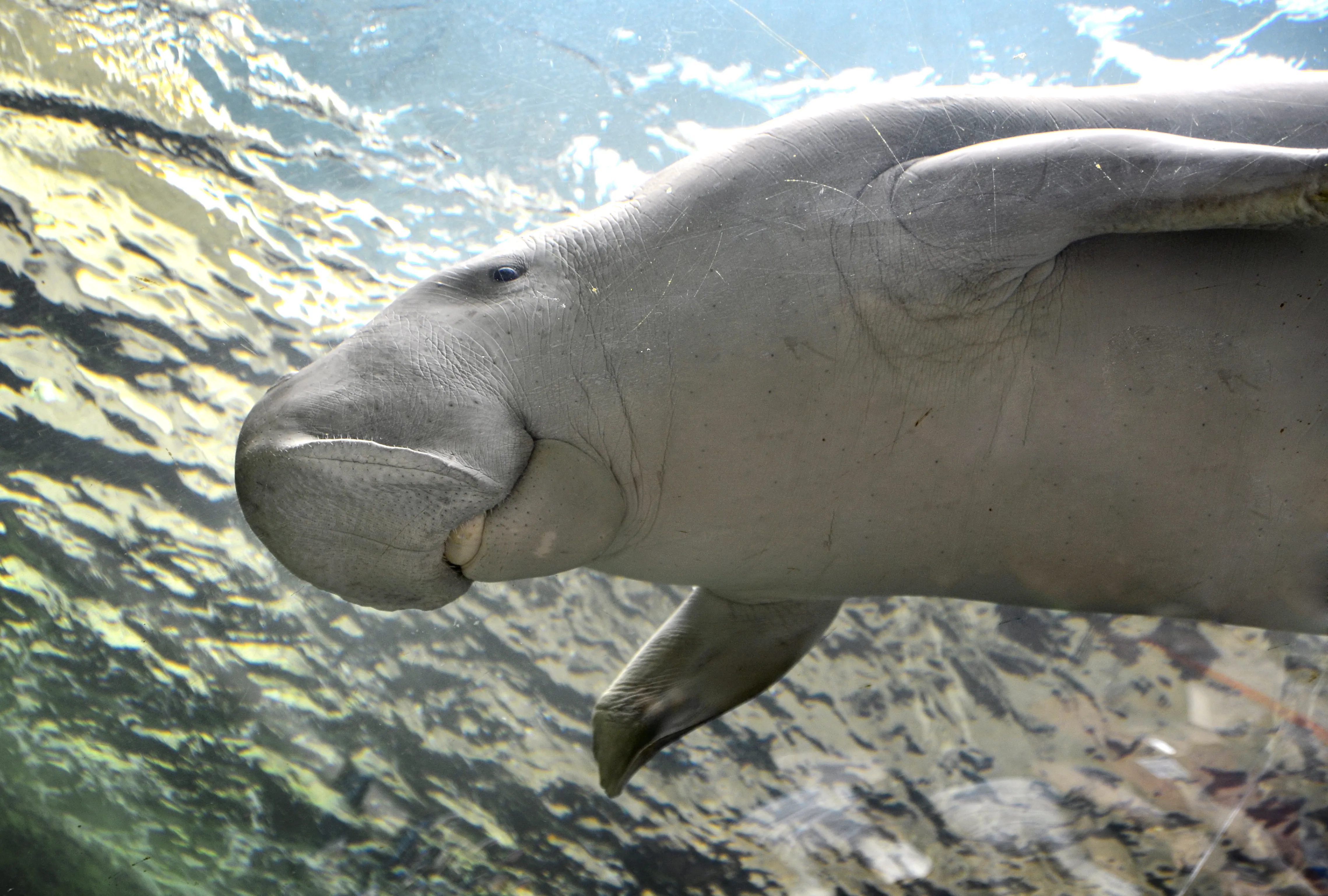 Pig The Dugong At SEA LIFE Sydney Aquarium