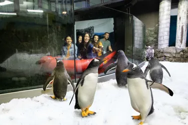 Group Of Gentoo Penguins Spotted From Boat Ride