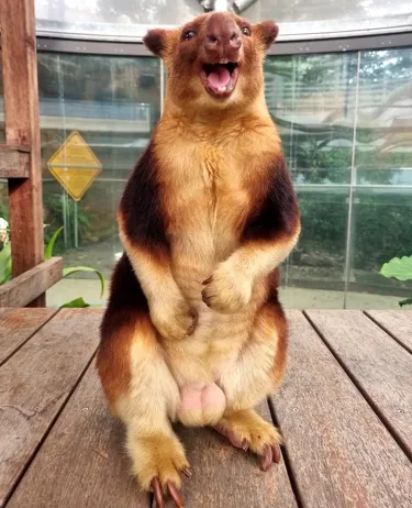 Kofi The Goodfellows Tree Kangaroo 2 (1)