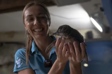 SLSC Keeper Daisy Presents First Little Blue Penguin Chick