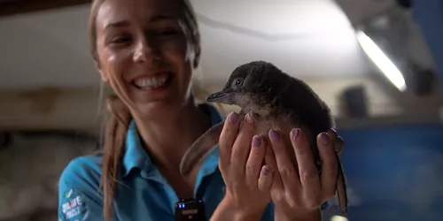 SLSC Keeper Daisy Presents First Little Blue Penguin Chick