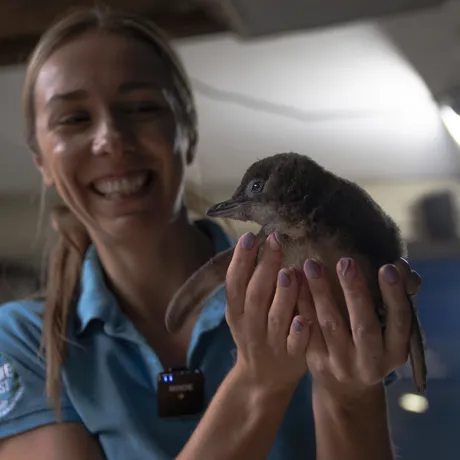 SLSC Keeper Daisy Presents First Little Blue Penguin Chick