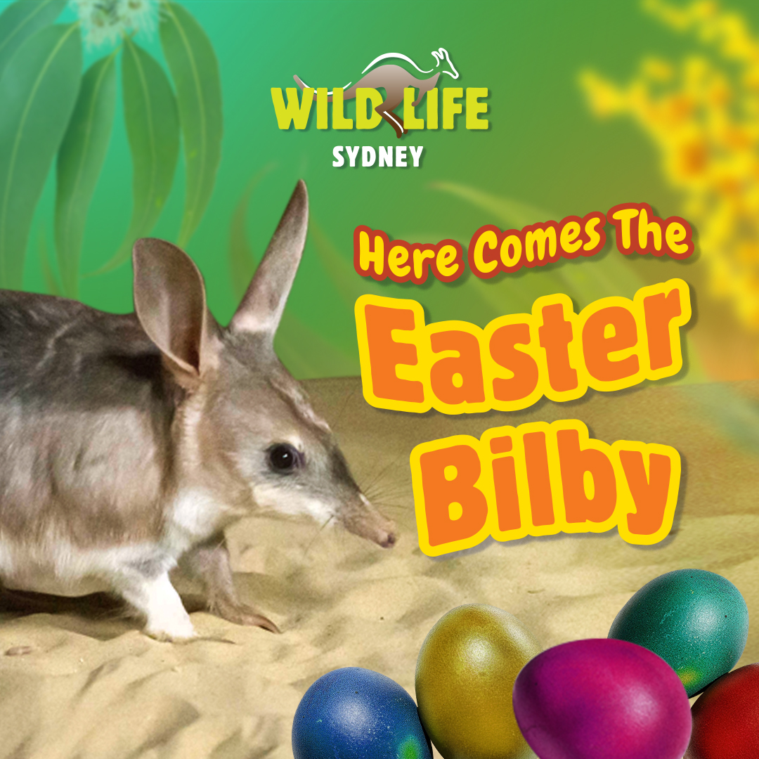 A picture of a bilby 
