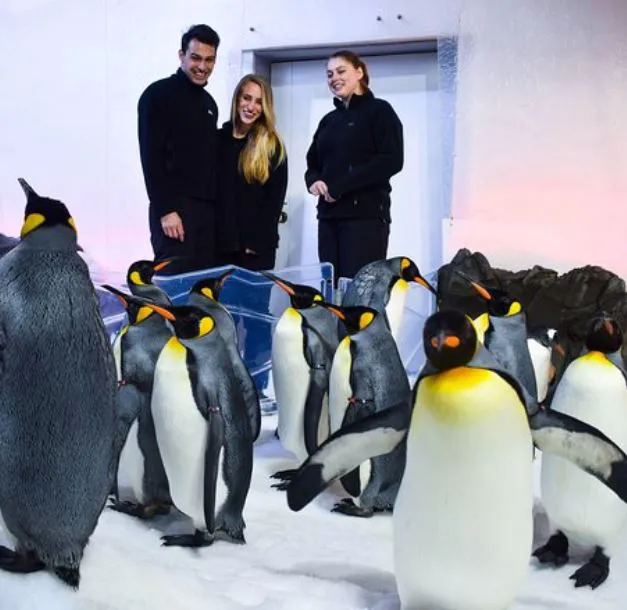 Happy Feet As Six King Penguin Chicks Meet The Colony at SEA LIFE