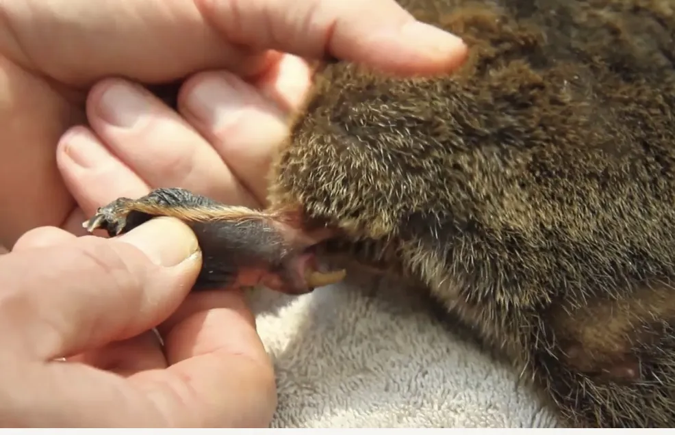 Venomous Spur Close Up Supplied Via Taronga