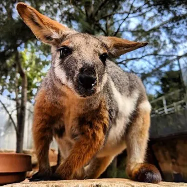 Yellow Footed Rock Wallaby4