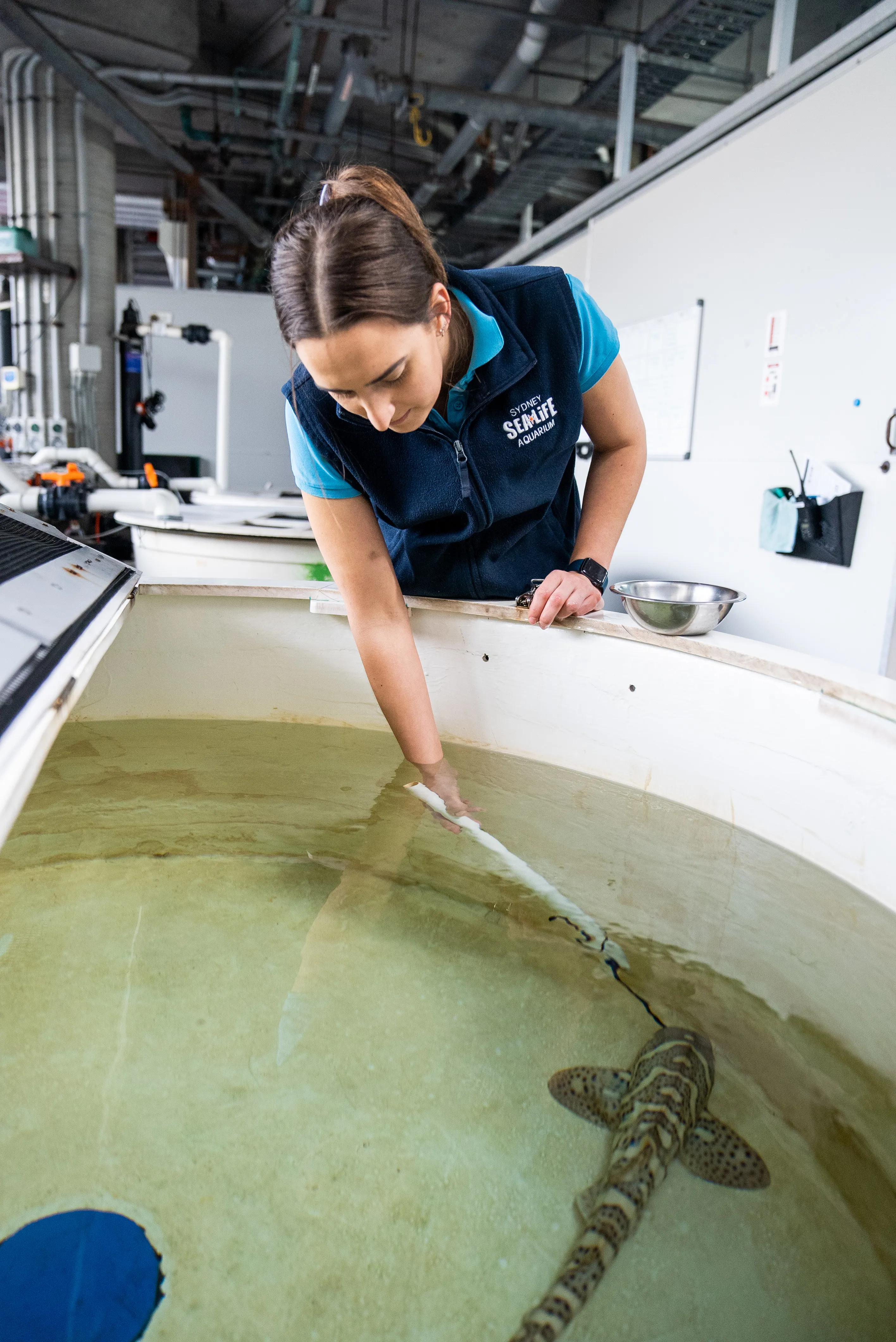 SLSA Aquarist Taylah Stark Feeding Baby Steg 3