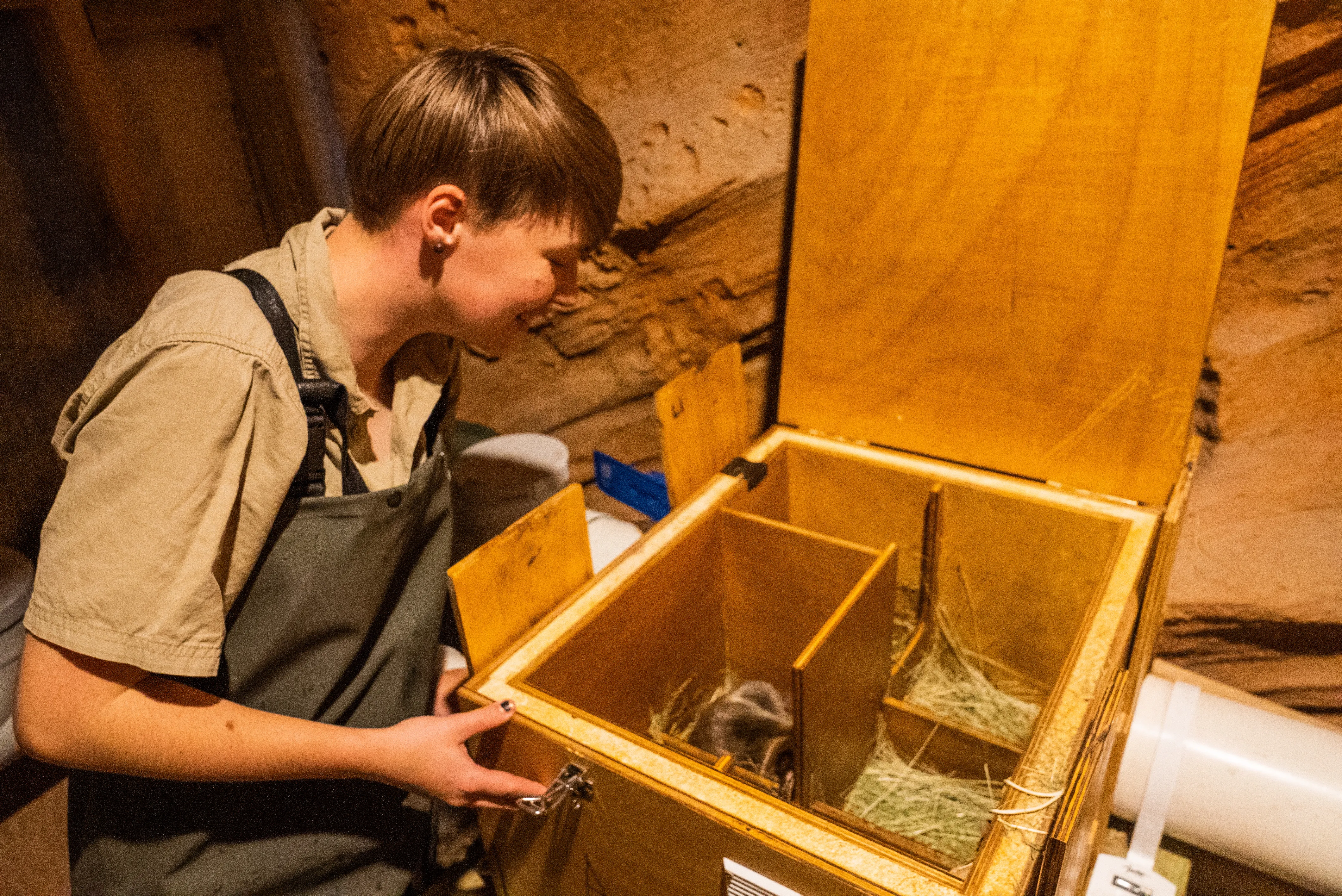 Keeper Jessica Dick Checks Platypus In Nest Box