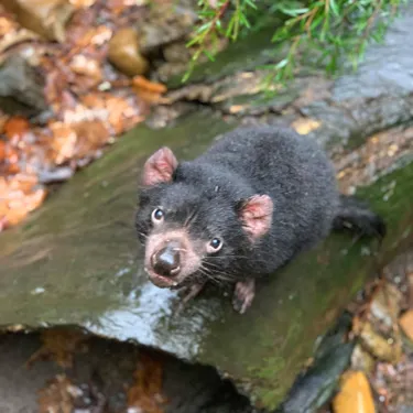 Tassie Devil2