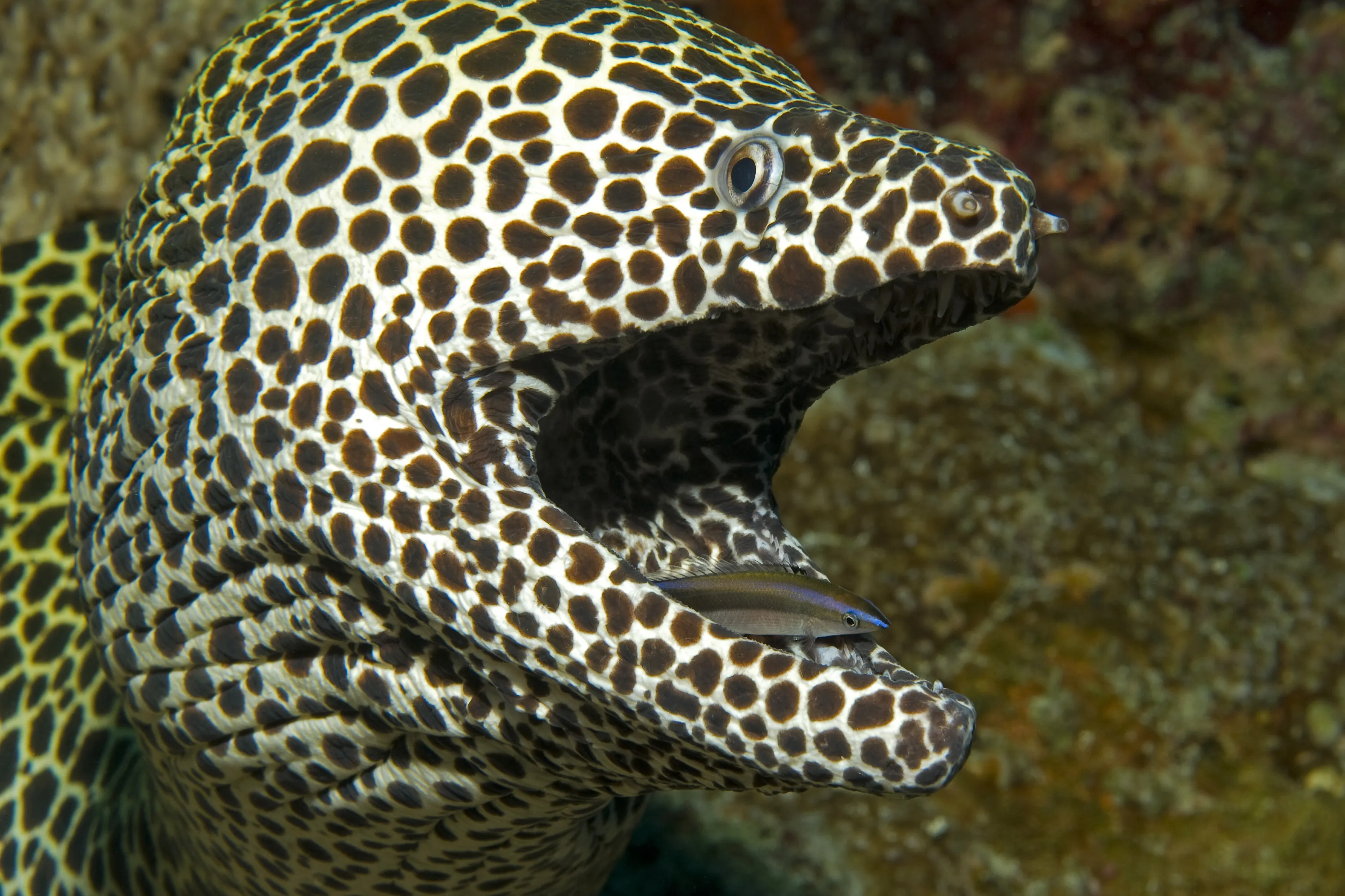 SLMA Moray Eel (1)