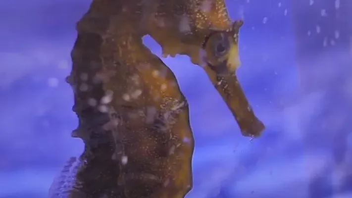 Seahorse Breeding Project