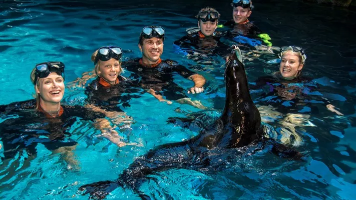 Family Seal Swim