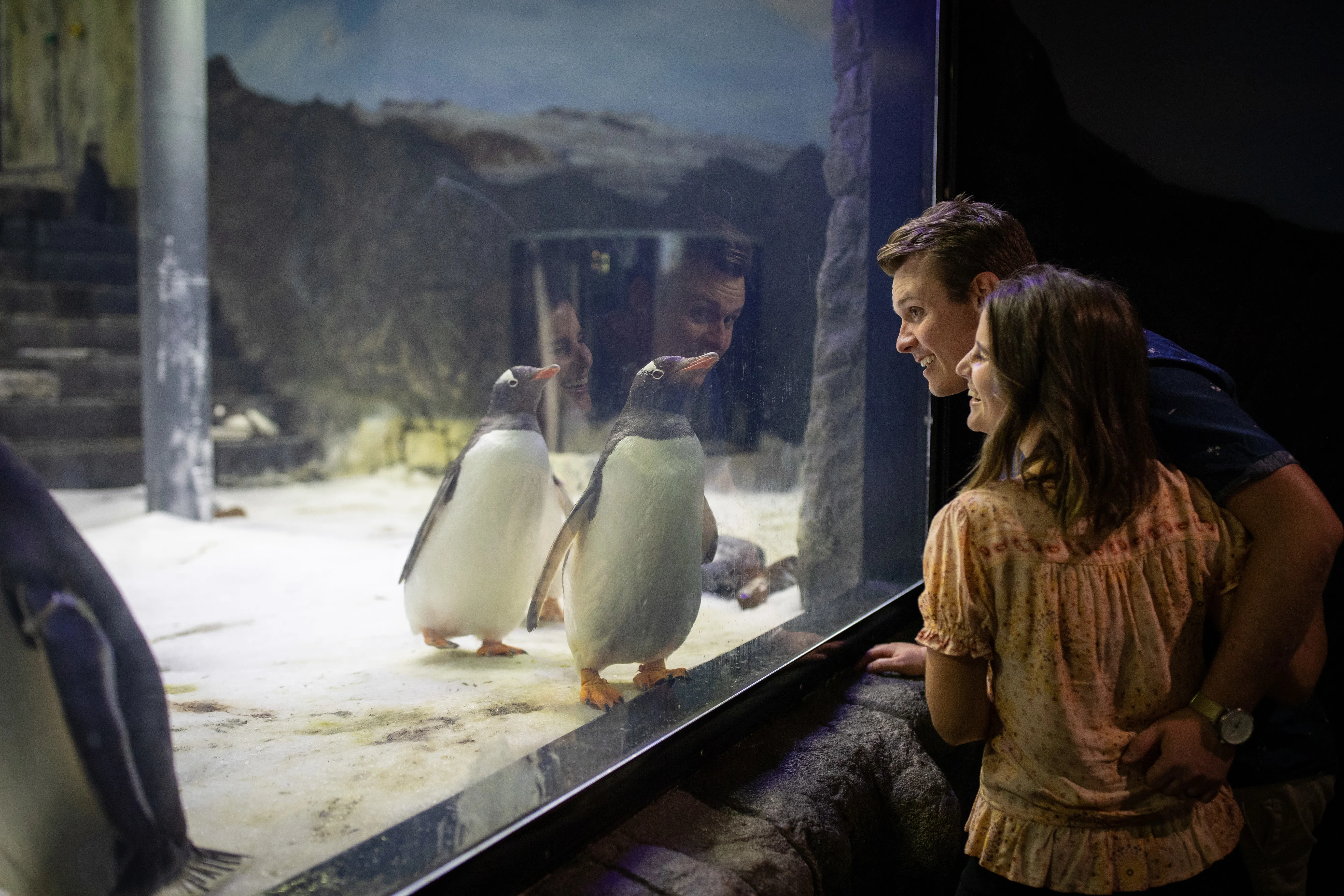 SEA LIFE Sydney Aquarium Guests Admiring Gentoo Penguins