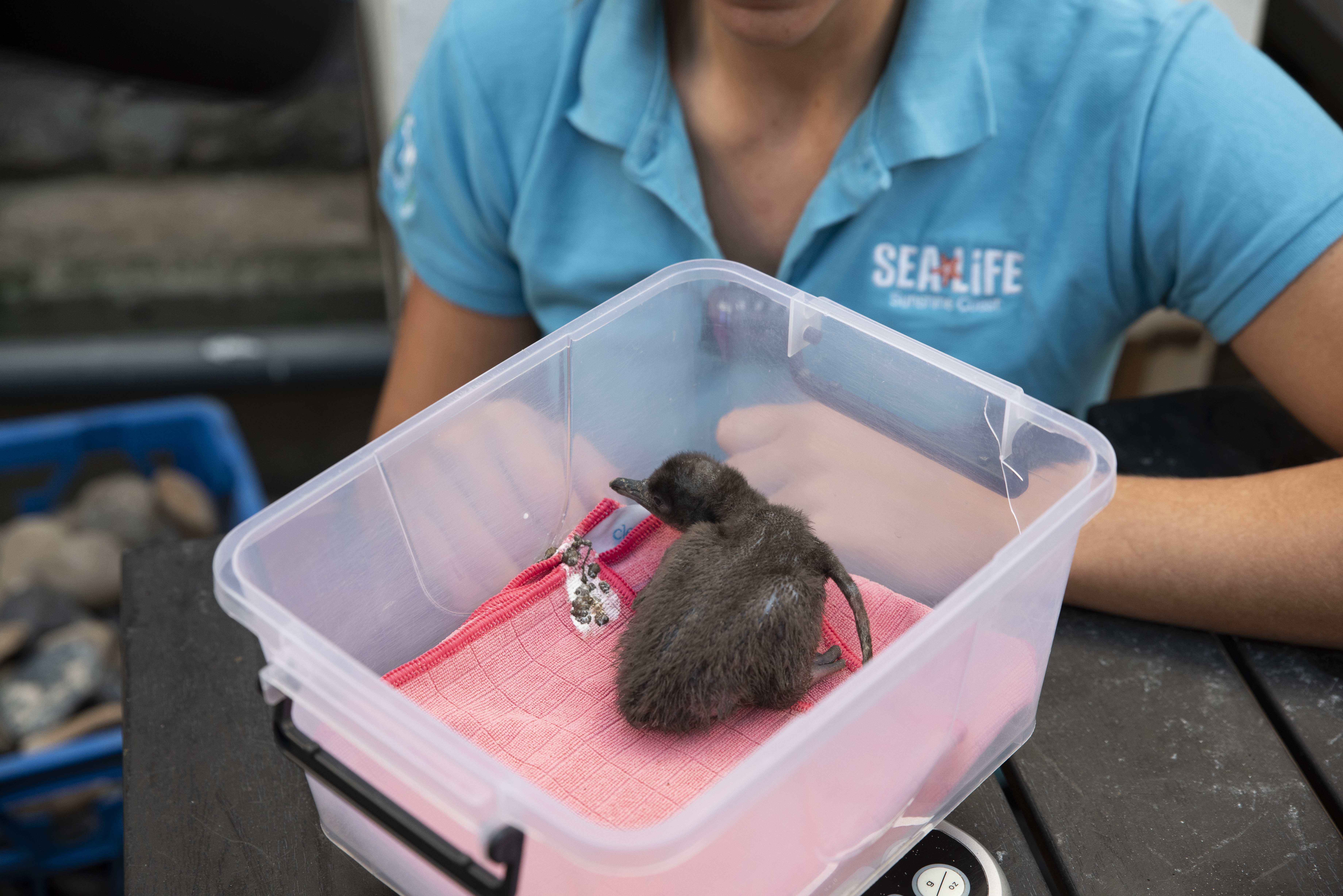 SLSC Keeper Daisy Weighing Second Little Blue Penguin Chick