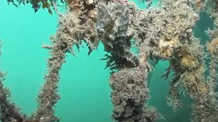 Seahorse Hotel