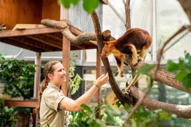 Kofi The Goodfellow's Tree Kangaroo With Keeper Renee