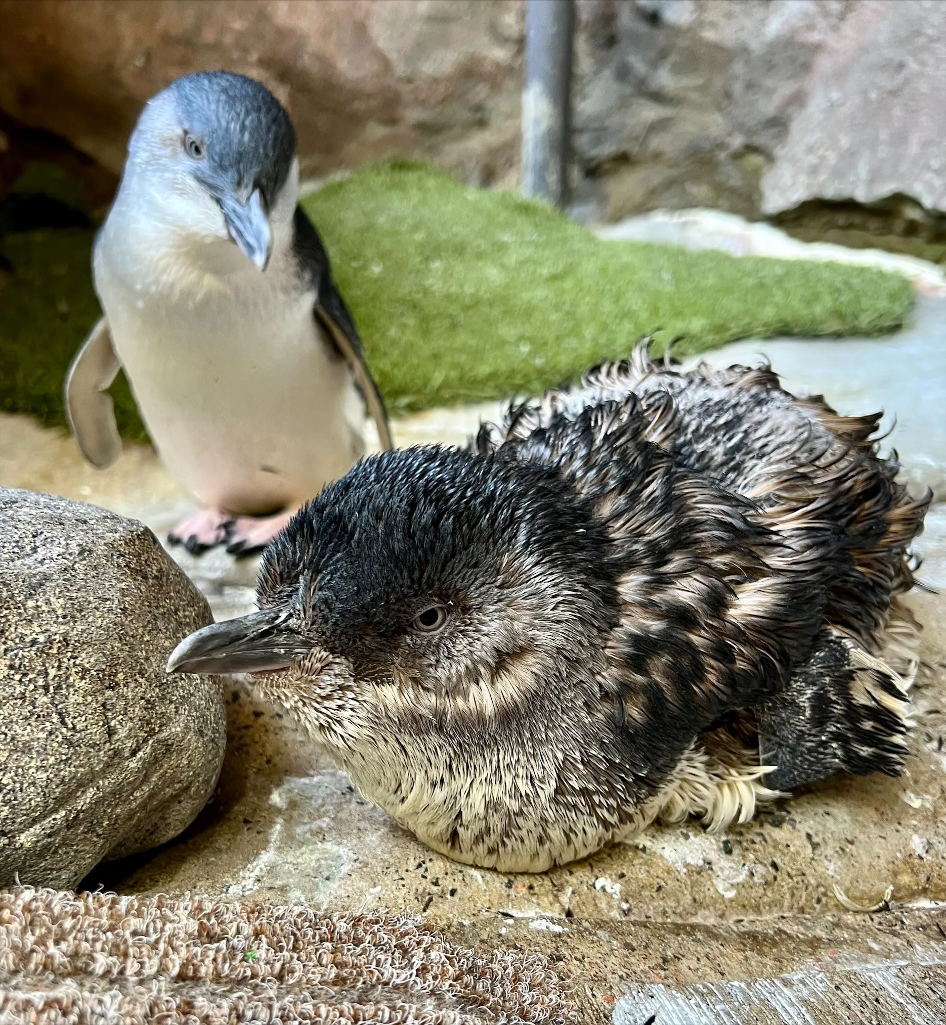 Little Blue Penguin2