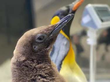 SLMA King Penguin Chick