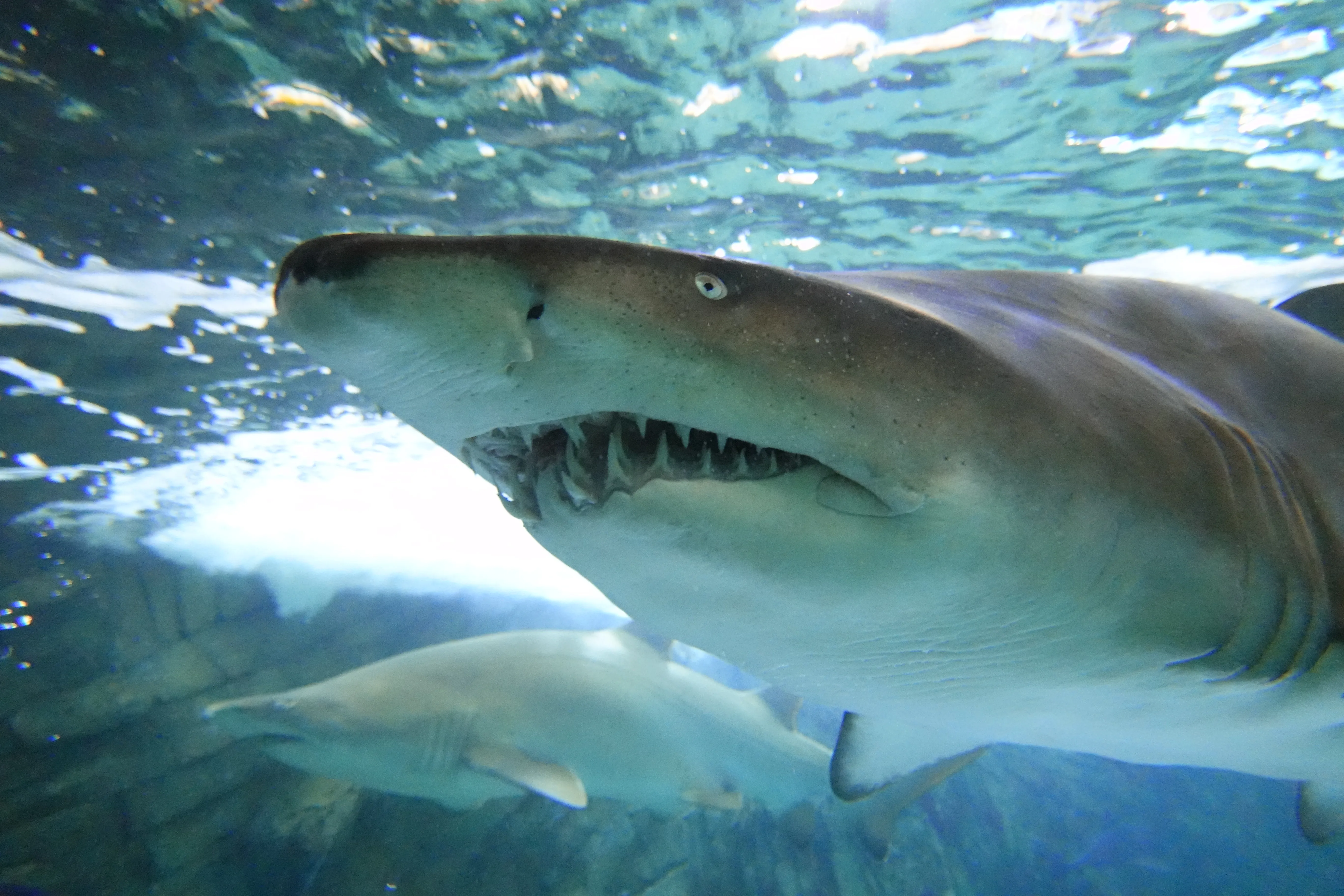 Grey Nurse Sharks (5)