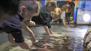 SLSC Tidal Touchpool