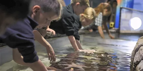 SLSC Tidal Touchpool