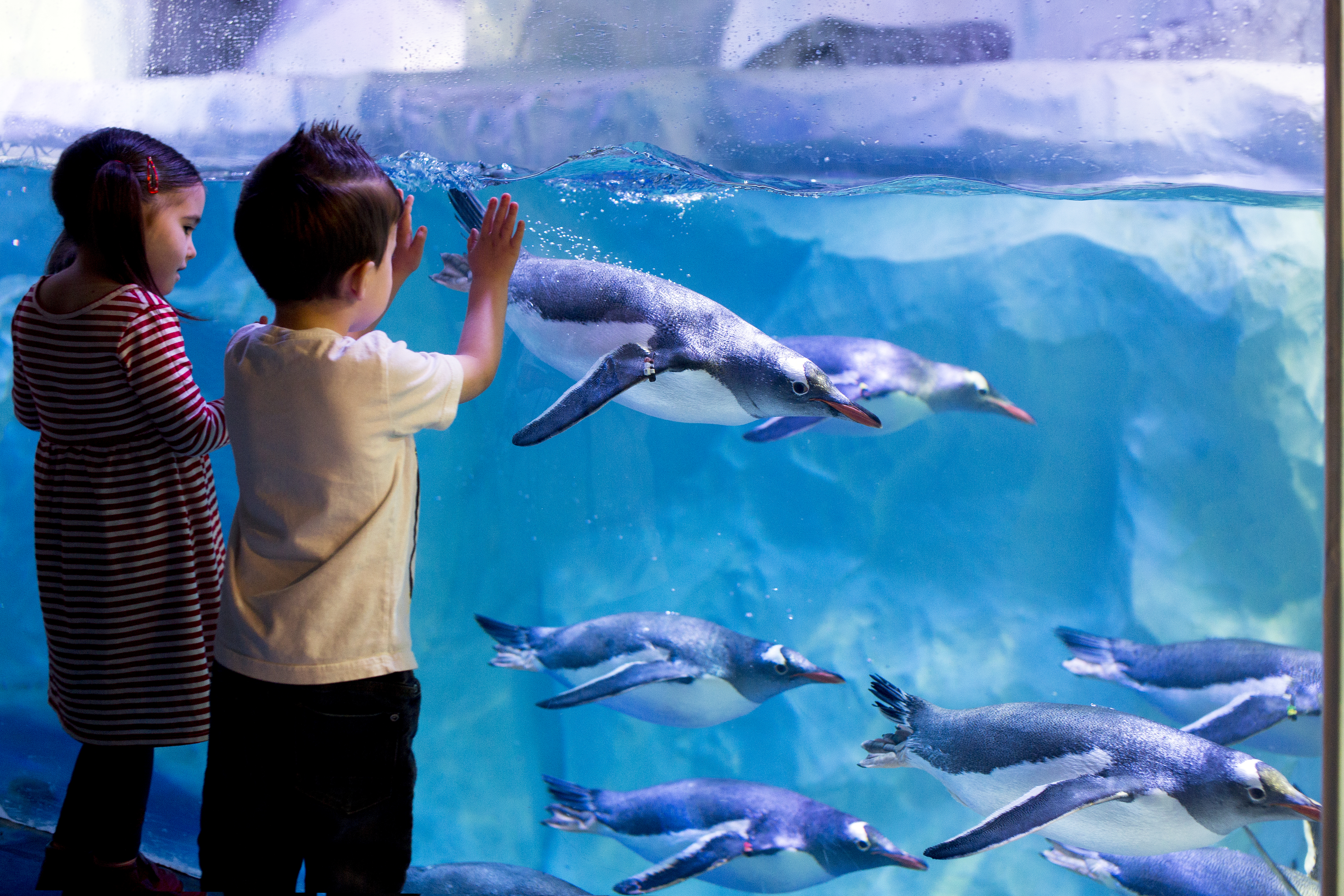 Kids Looking At Penguins
