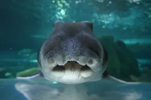 PJ Shark Face Front