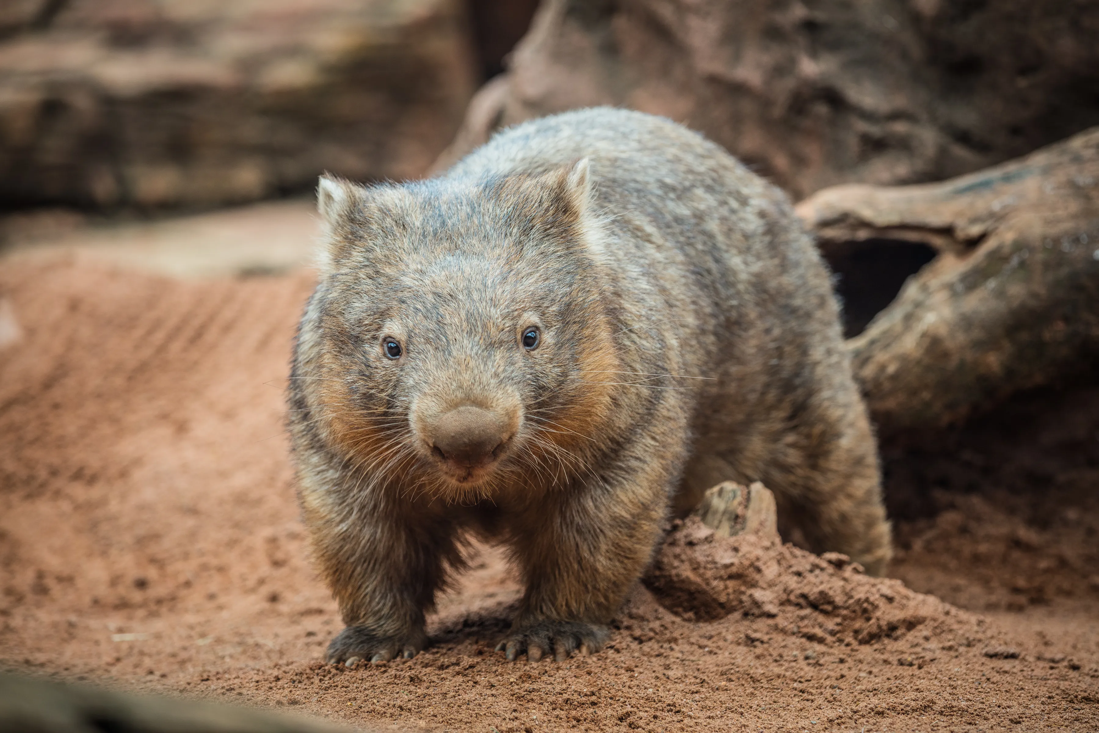 Wombat Hero Image (2)