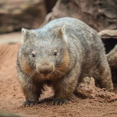 Wombat Hero Image (2)