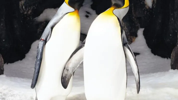 500 X 500 Penguins Kissing (1)