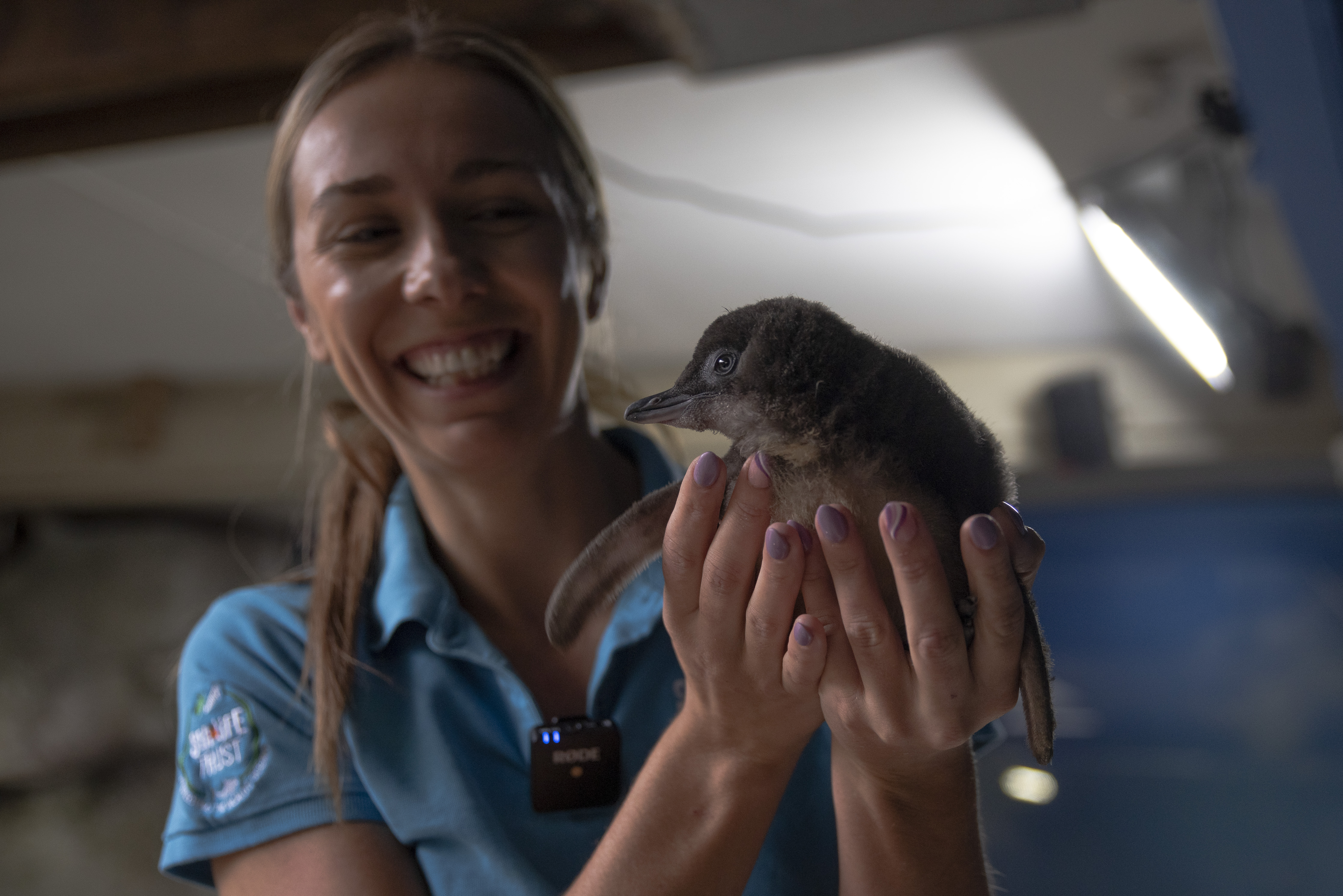 SLSC Keeper Daisy Presents First Little Blue Penguin Chick (1)