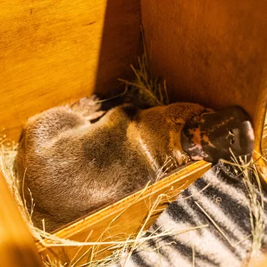 Platypus Mack In Nest Box