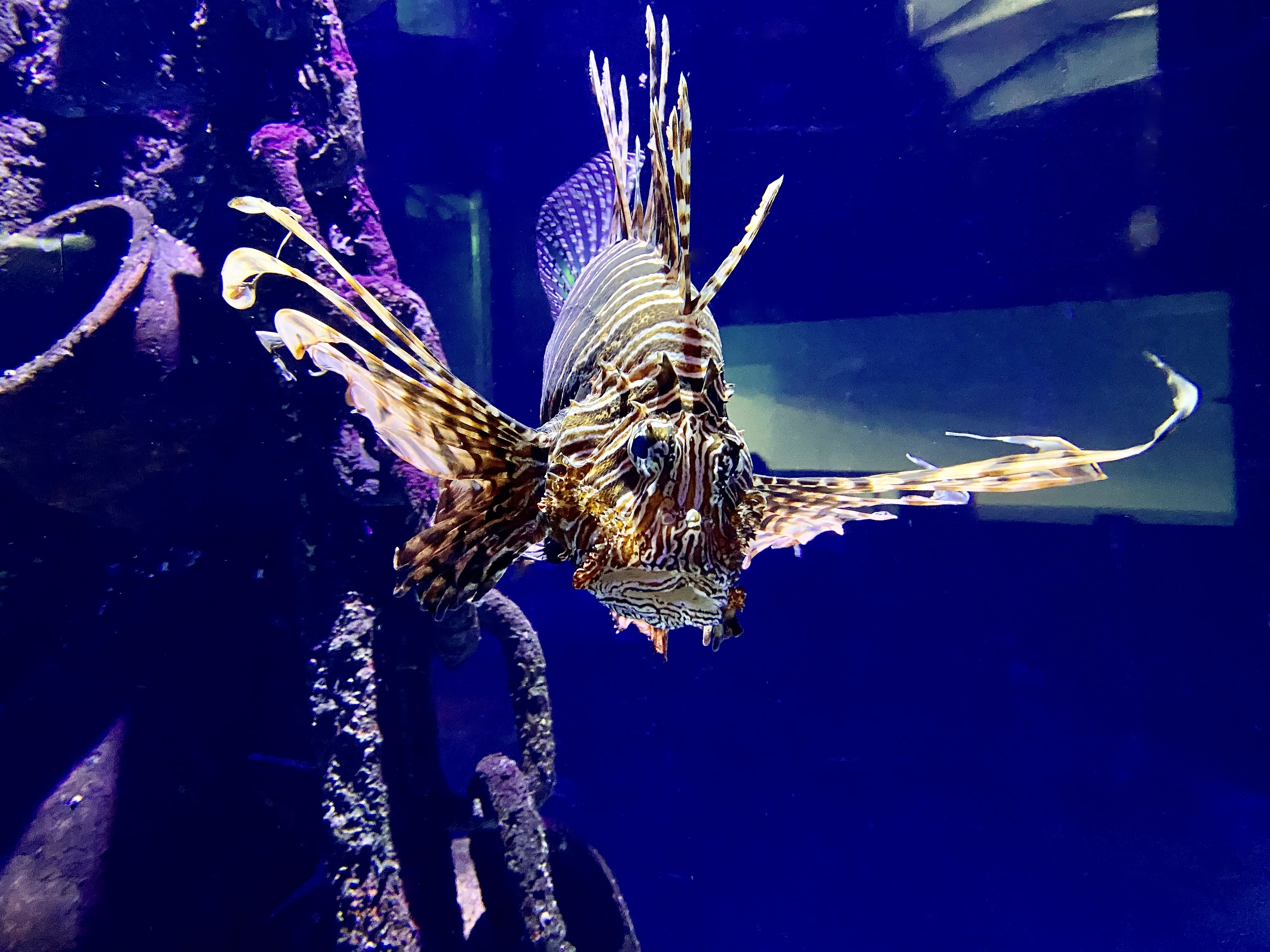 SLMA Lionfish 1 (1)