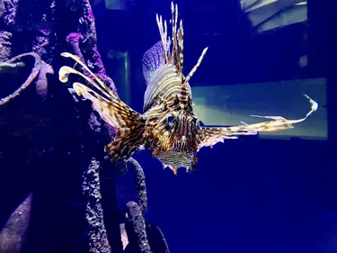 SLMA Lionfish 1 (1)
